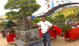 Cây sanh 'Ngai vàng' đại gia trả 2 tỷ không bán